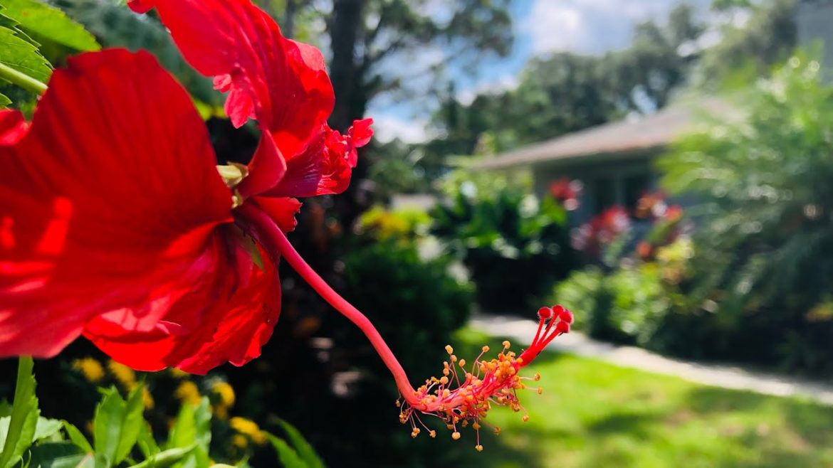 Summer Tropical Backyard Garden Tour | Summer Plant Tour Summer Tropical Backyard Garden Tour | Summer Plant Tour