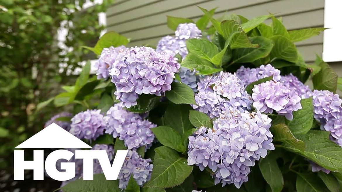 How To Plant Hydrangeas | Gardening Tips | HGTV How To Plant Hydrangeas | Gardening Tips | HGTV