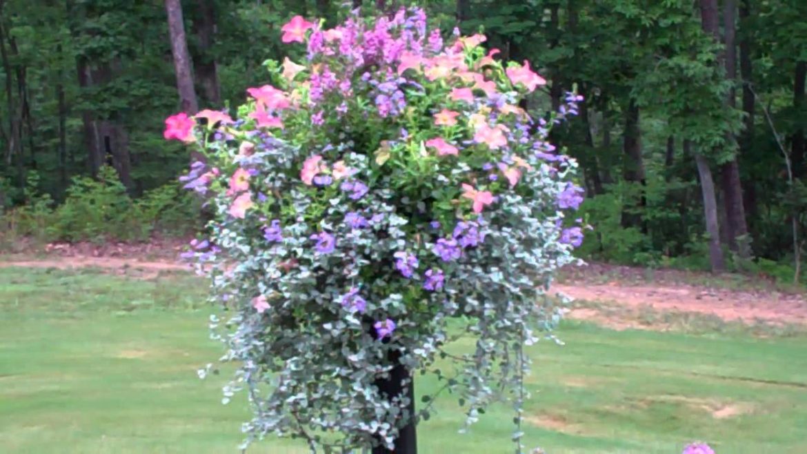 Silver Container Garden, 1.3 min.mp4