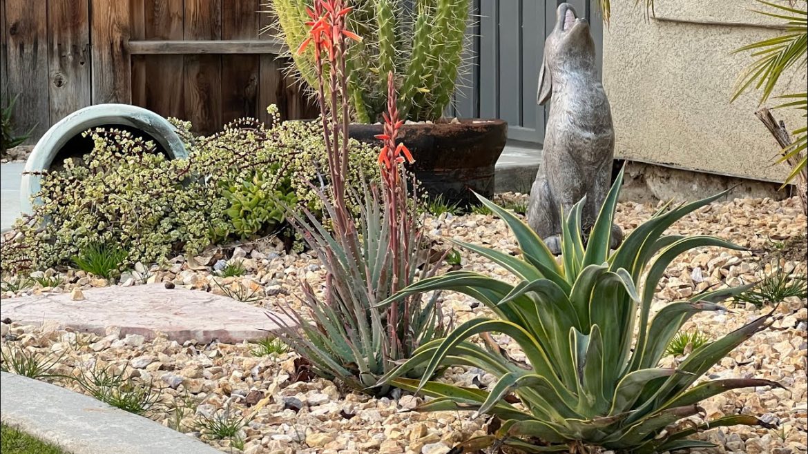 My Succulent In Ground Garden Update Tour | Succulent Front Yard Garden Tour | Succulent Collection My Succulent In Ground Garden Update Tour | Succulent Front Yard Garden Tour | Succulent Collection