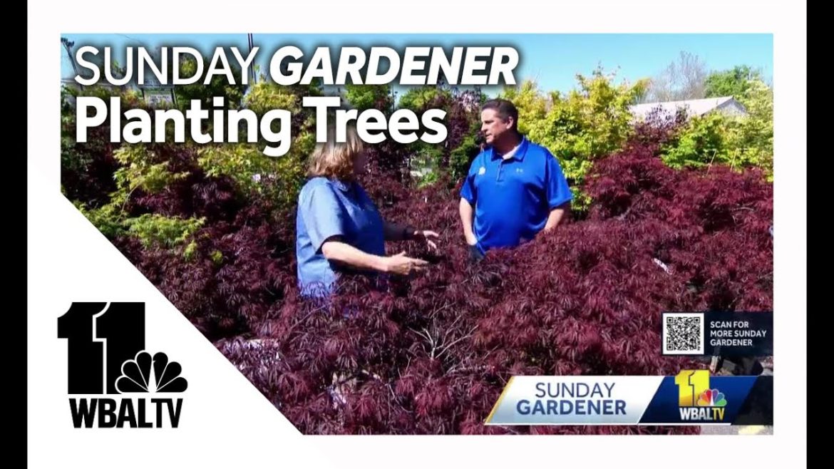 Sunday Gardener: Tips for choosing and planting trees