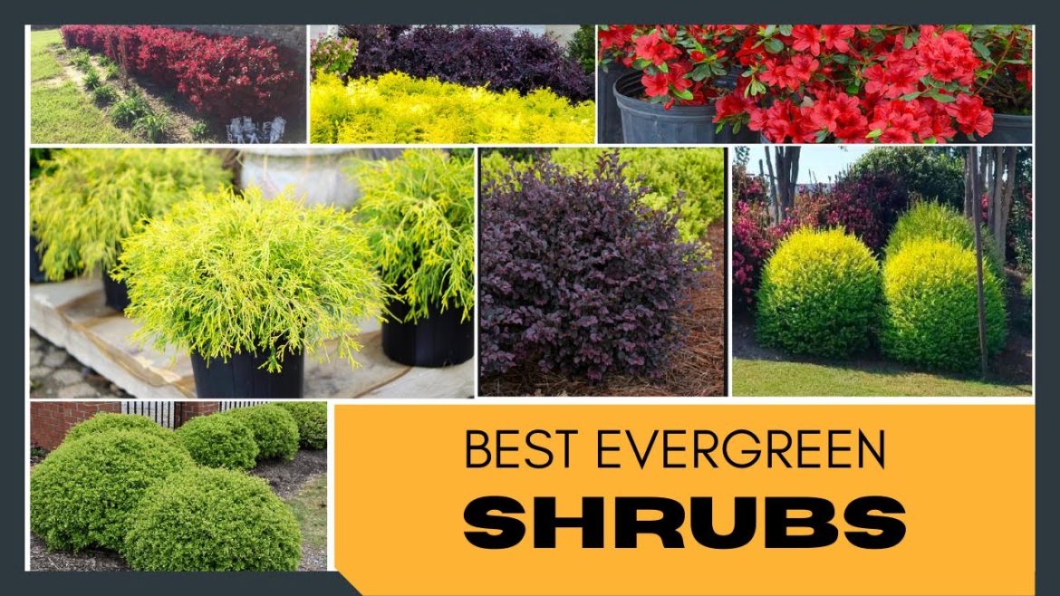 Best Evergreen Shrubs for Home Garden | Foundation Plants | Garden Shrubs | Shrubs for Landscaping Best Evergreen Shrubs for Home Garden | Foundation Plants | Garden Shrubs | Shrubs for Landscaping