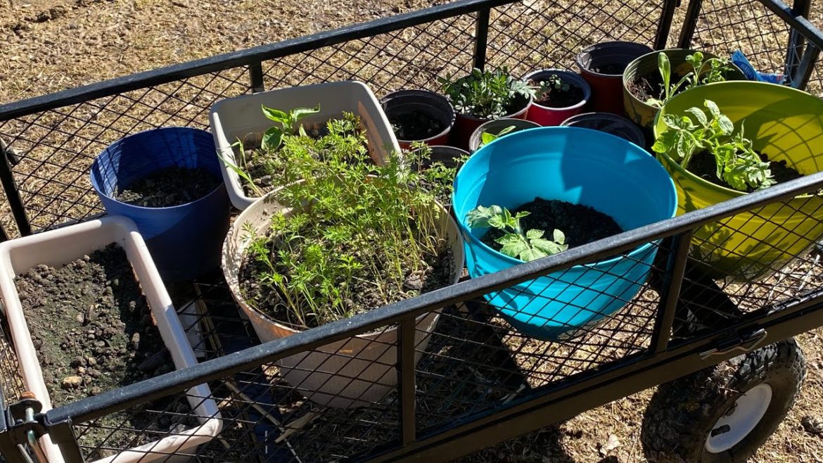 $20 Dollar Tree Container Garden Update | Germination Rate & Soil Review | 2022