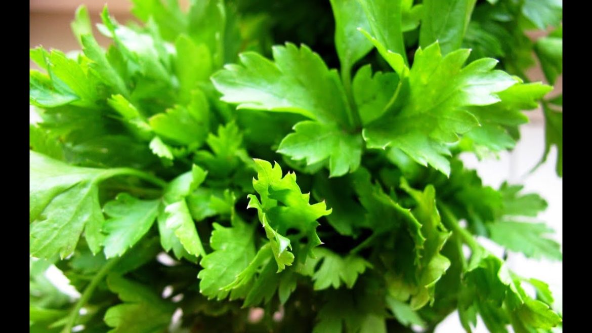 How to Grow Parsley from Seed – Organic Vegetable Gardening How to Grow Parsley from Seed - Organic Vegetable Gardening