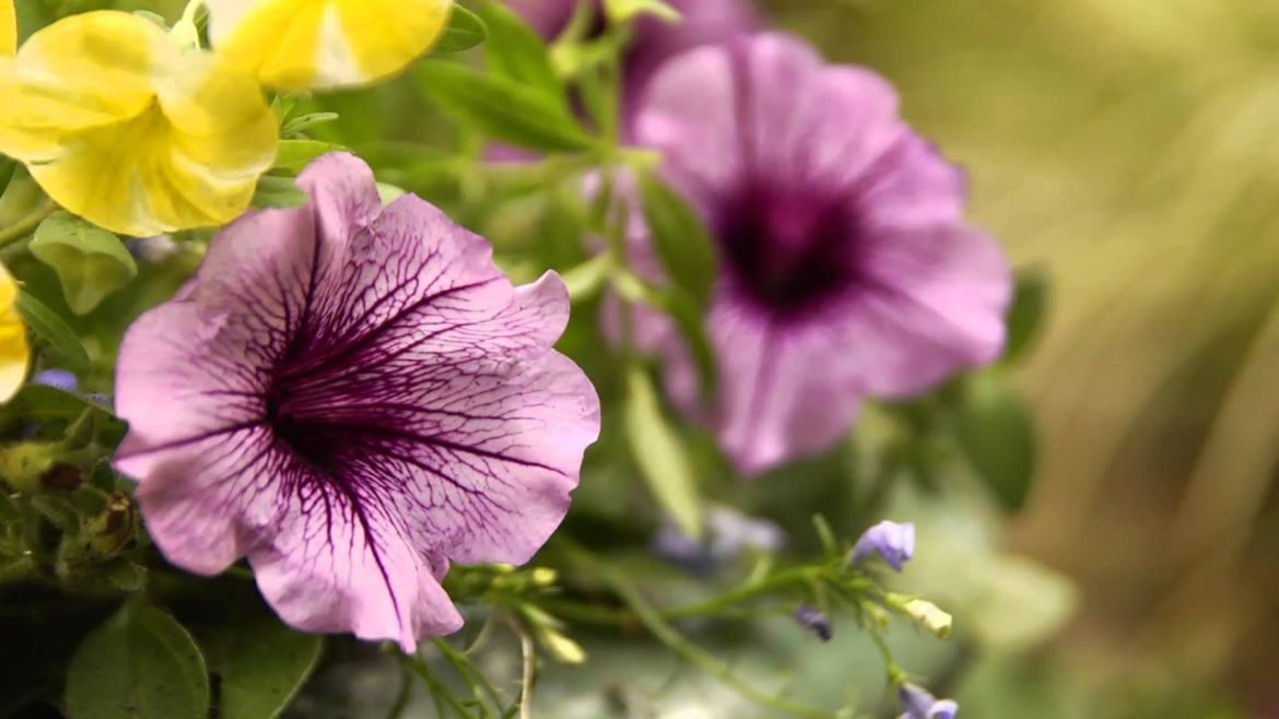 How-To Create A Container Garden With P Allen Smith