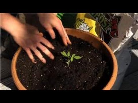 Vegetable Gardening : Container Gardening for Fruits & Vegetables Vegetable Gardening : Container Gardening for Fruits & Vegetables