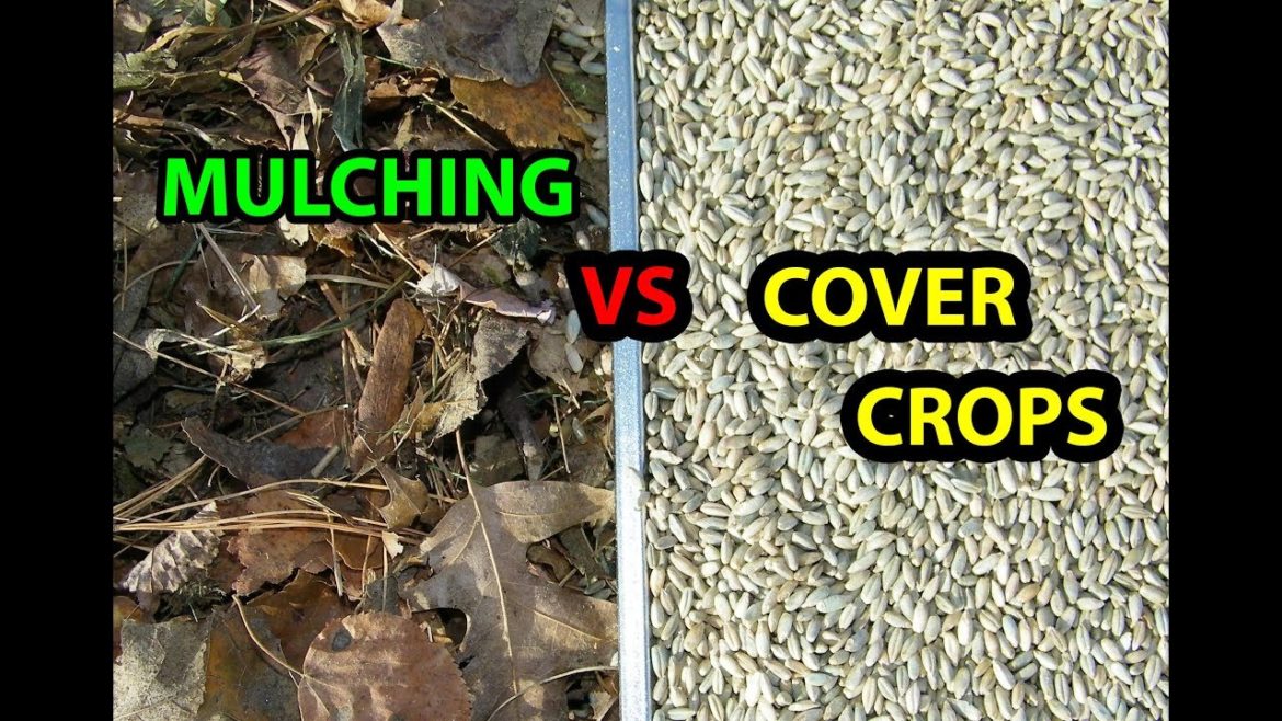Mulching VS Cover Crops In the Backyard Garden | Which is Better Mulching VS Cover Crops In the Backyard Garden | Which is Better