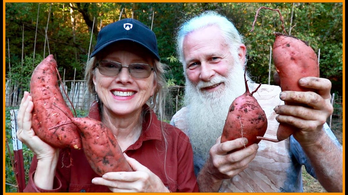 SWEET POTATO HARVEST | How he harvests and cures them!