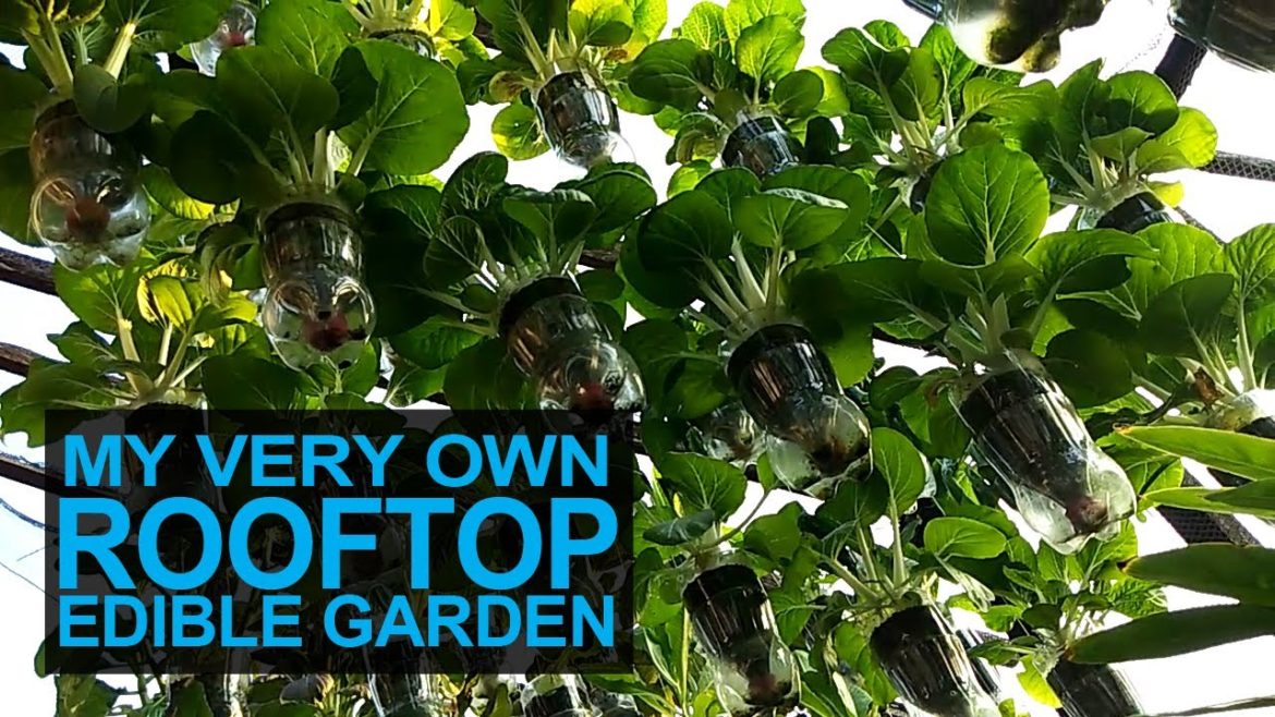 My Very Own Rooftop Edible Garden I Container Gardening Ideas