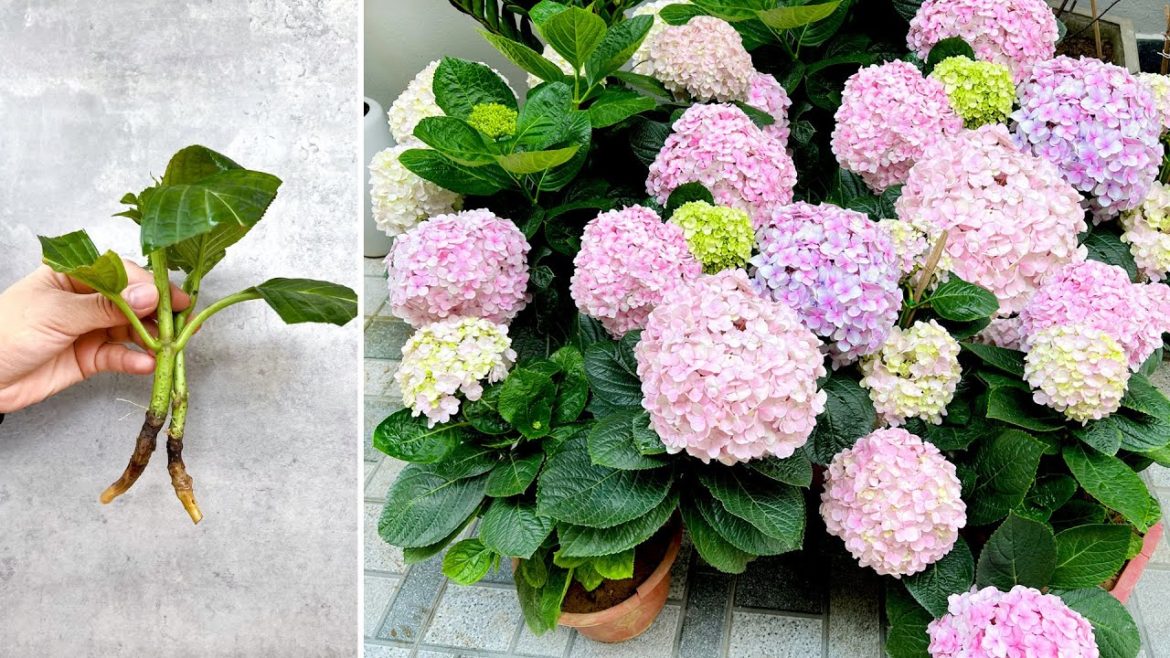 Breeding Hydragea in water, the perfect idea for a romantic front yard landscape Breeding Hydragea in water, the perfect idea for a romantic front yard landscape