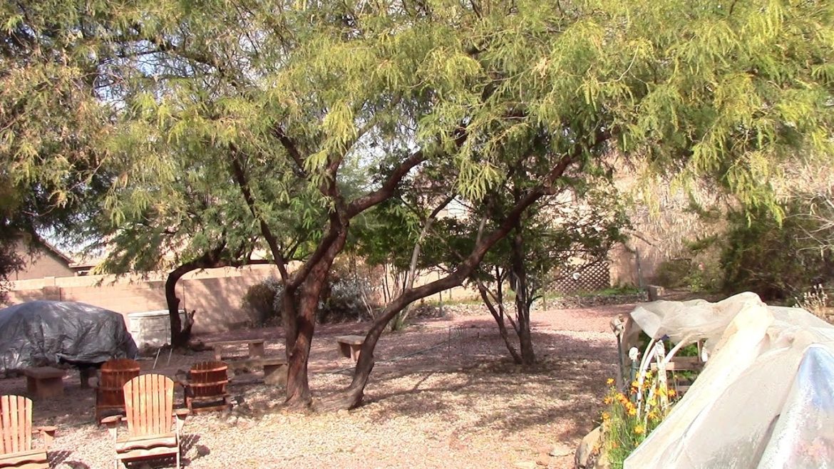 A Tour of an Arizona Backyard Garden and Wildlife Oasis – Presented by OneHeartFire A Tour of an Arizona Backyard Garden and Wildlife Oasis - Presented by OneHeartFire