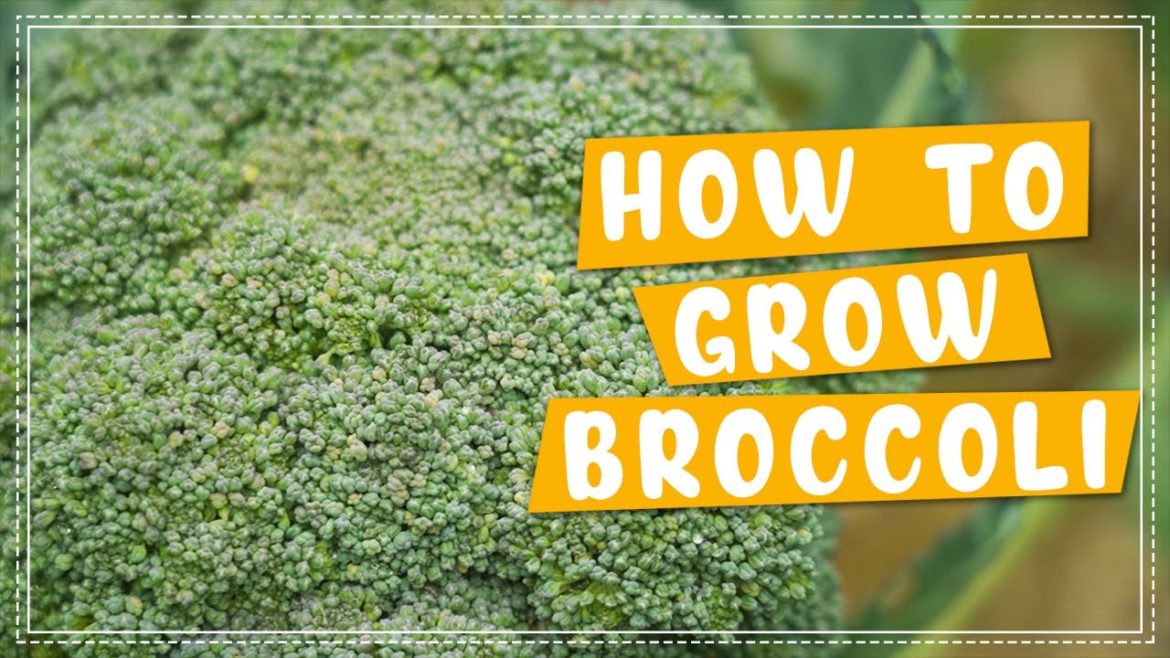 How To Plant and Grow Broccoli (Calabrese) | Edible Garden