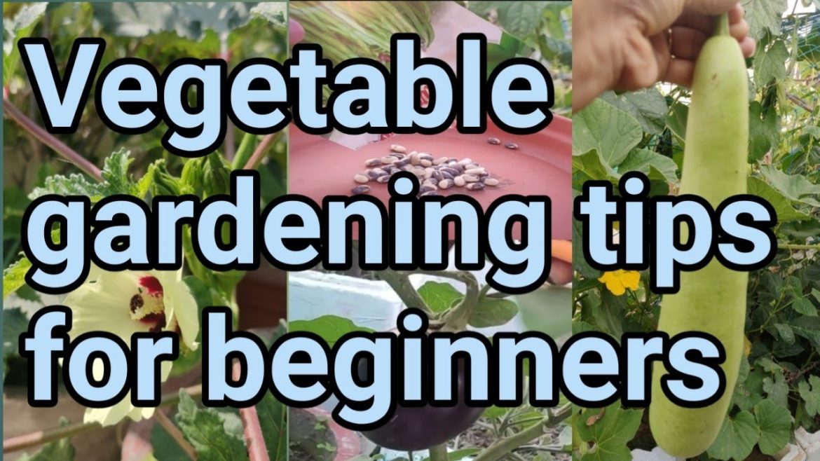 vegetable gardening tips for beginners/kitchen gardening tips/terrace kitchen garden