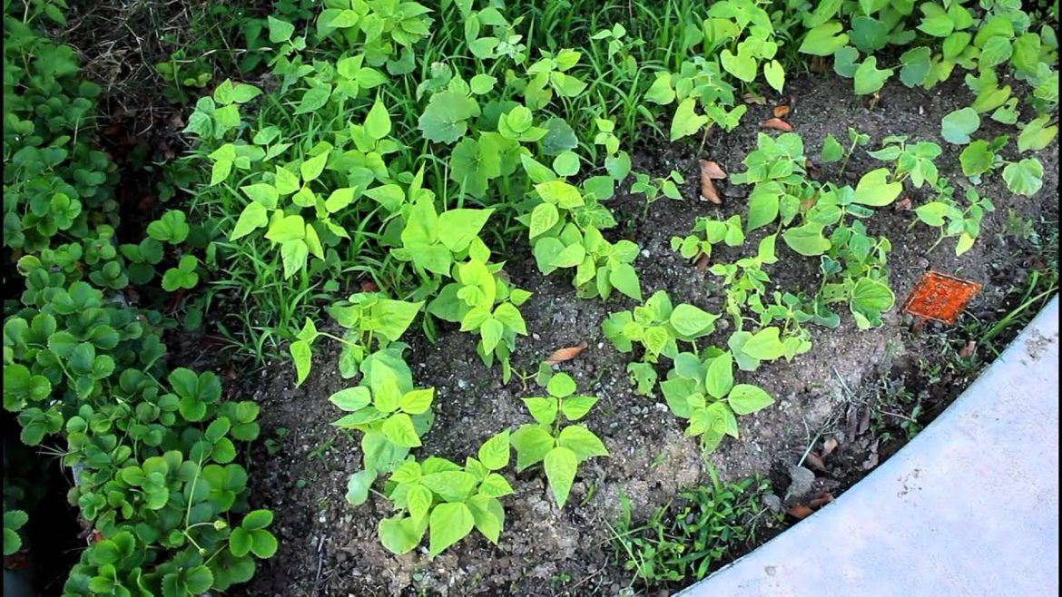 May Garden Tips and Tour Update with California Gardener