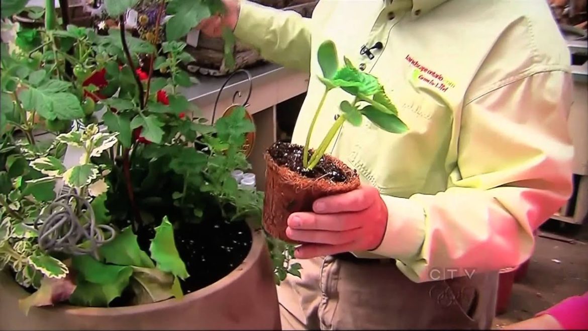 Vegetable Gardening Tips (CTV News, May 16, 2012)