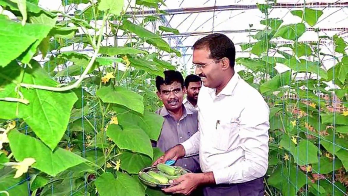 6 Best Tips on Growing Cucumbers - Gardening  Tips