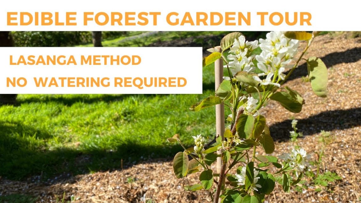 Edible Forest Gardening In Practice