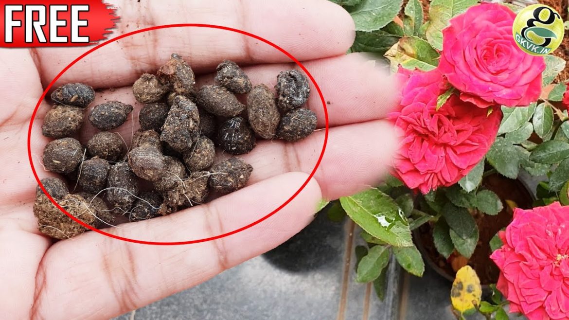 FREE ORGANIC FERTILIZER | GOAT DUNG / SHEEP DUNG | Flowering & Vegetable Gardening