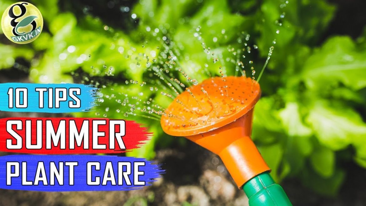 SUMMER GARDENING TIPS: 10 Tips on How to Take Care of Your Plants in Summer Season SUMMER GARDENING TIPS: 10 Tips on How to Take Care of Your Plants in Summer Season