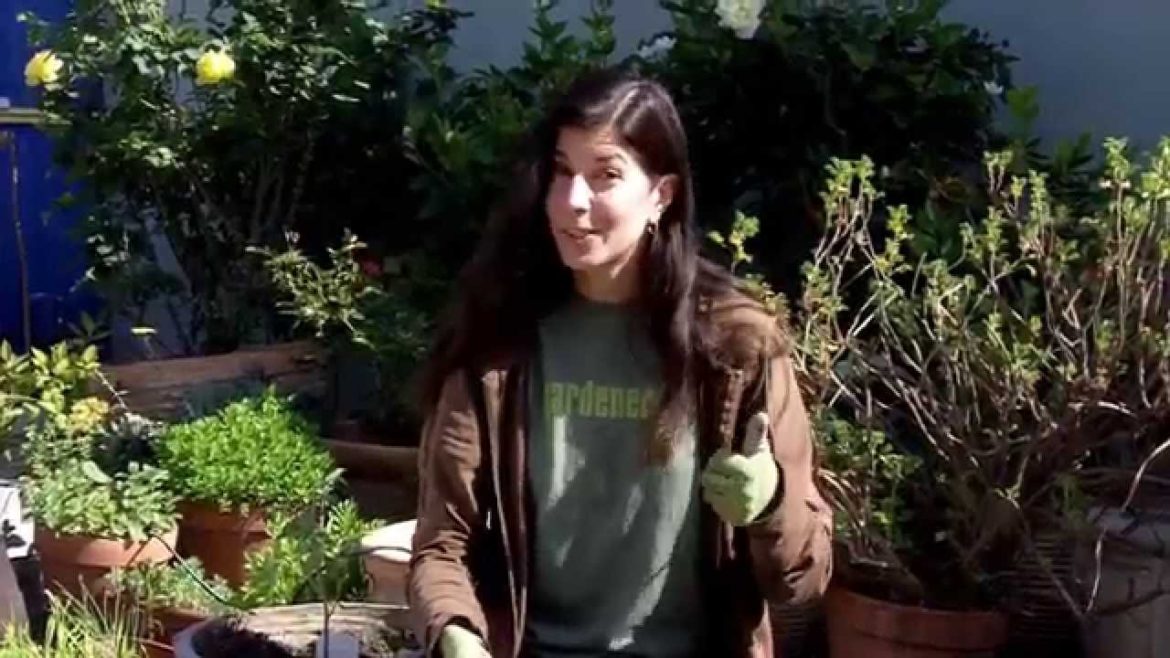 How to Plant & Grow Tomatoes | Organic Vegetable Gardening