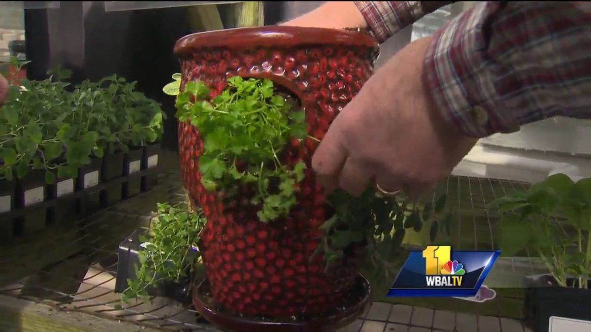 Sunday Gardener: Tips for growing herbs Sunday Gardener: Tips for growing herbs