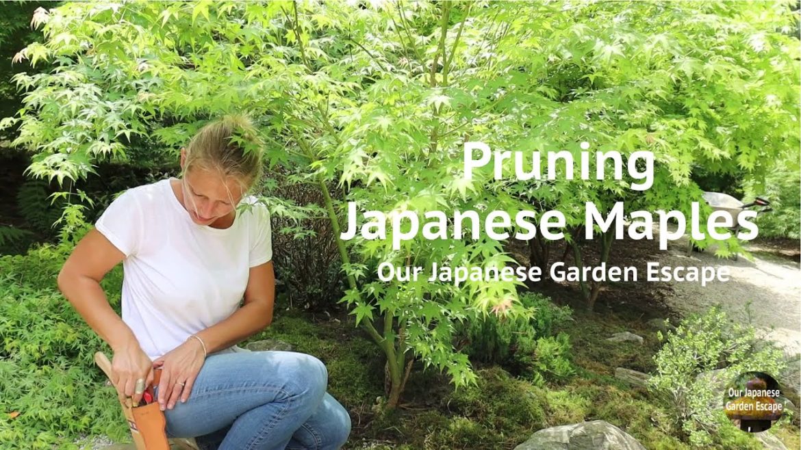 Pruning Japanese Maples in the Zen Garden | Our Japanese Garden Escape Pruning Japanese Maples in the Zen Garden | Our Japanese Garden Escape