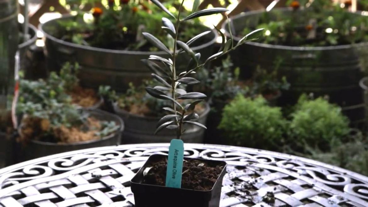 Container Gardening-Growing an Olive Tree Container Gardening-Growing an Olive Tree