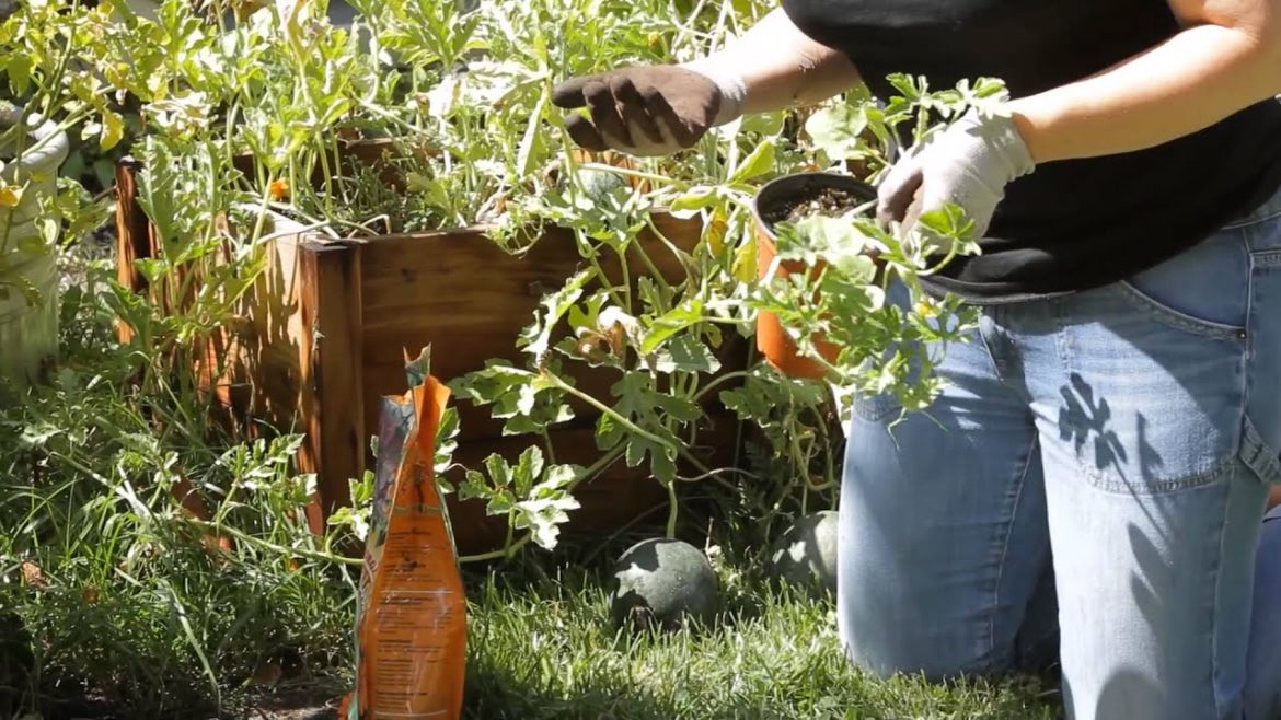 How to Grow Watermelon in the Backyard : Garden Space