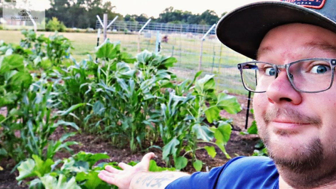 Garden Tour | Homestead Update | Fall Garden Plans