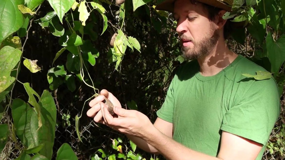The Edible Air Potato - Crash Gardening Season 2, Ep. 6