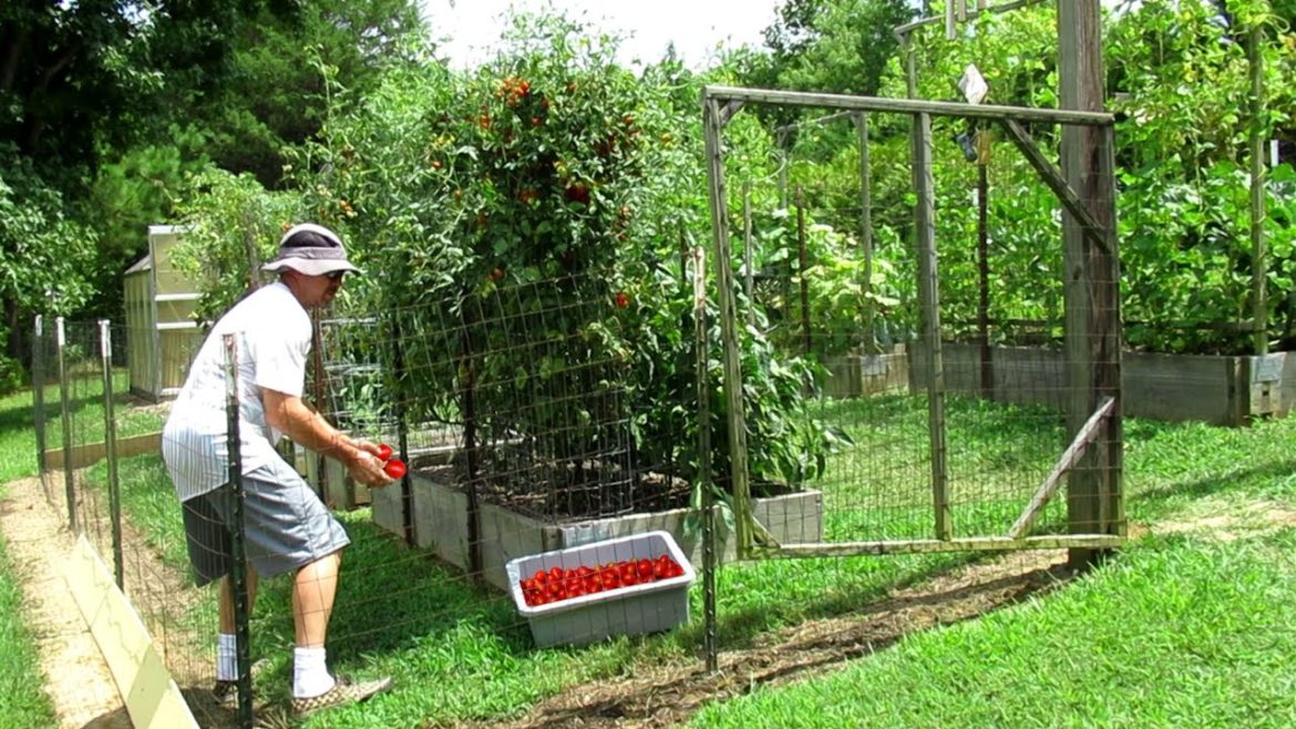 August 12th GARDEN HARVEST Super Summer MASSIVE Haul FRESH Free Vegetable Gardening animal control August 12th GARDEN HARVEST Super Summer MASSIVE Haul FRESH Free Vegetable Gardening animal control