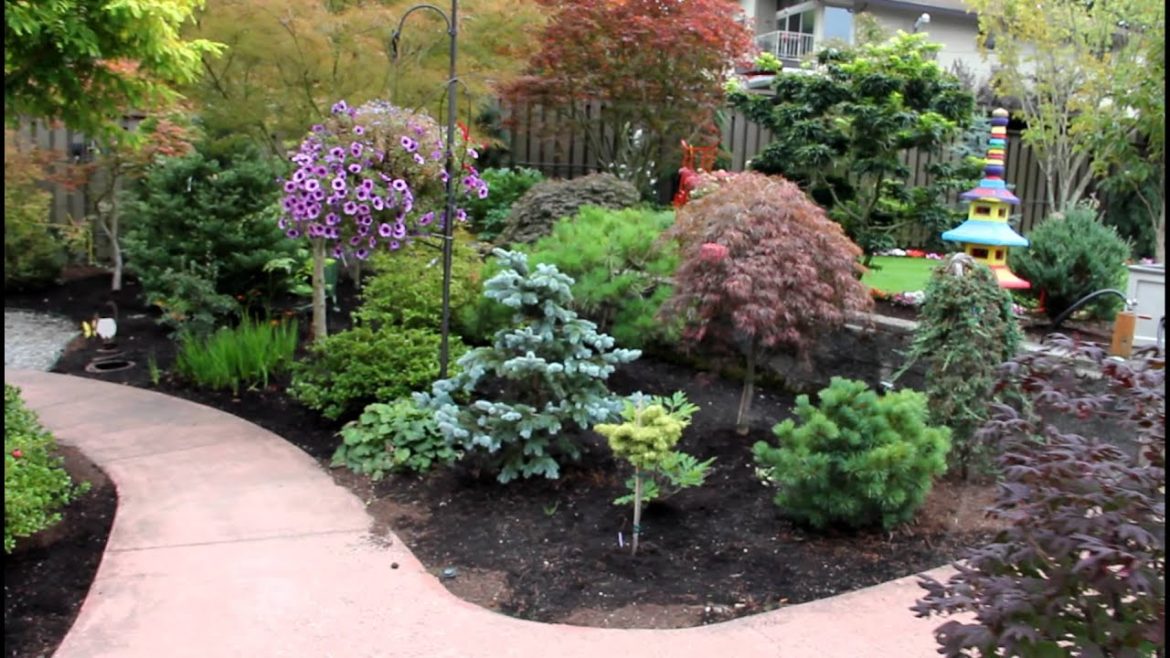 Japanese Maples & dwarf conifers - Amazing Maple