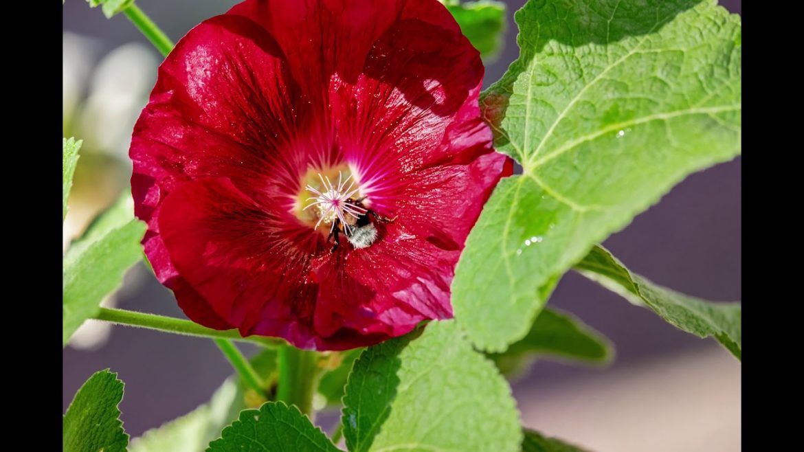 21 Best Perennial Flowers For Front Yard Garden
