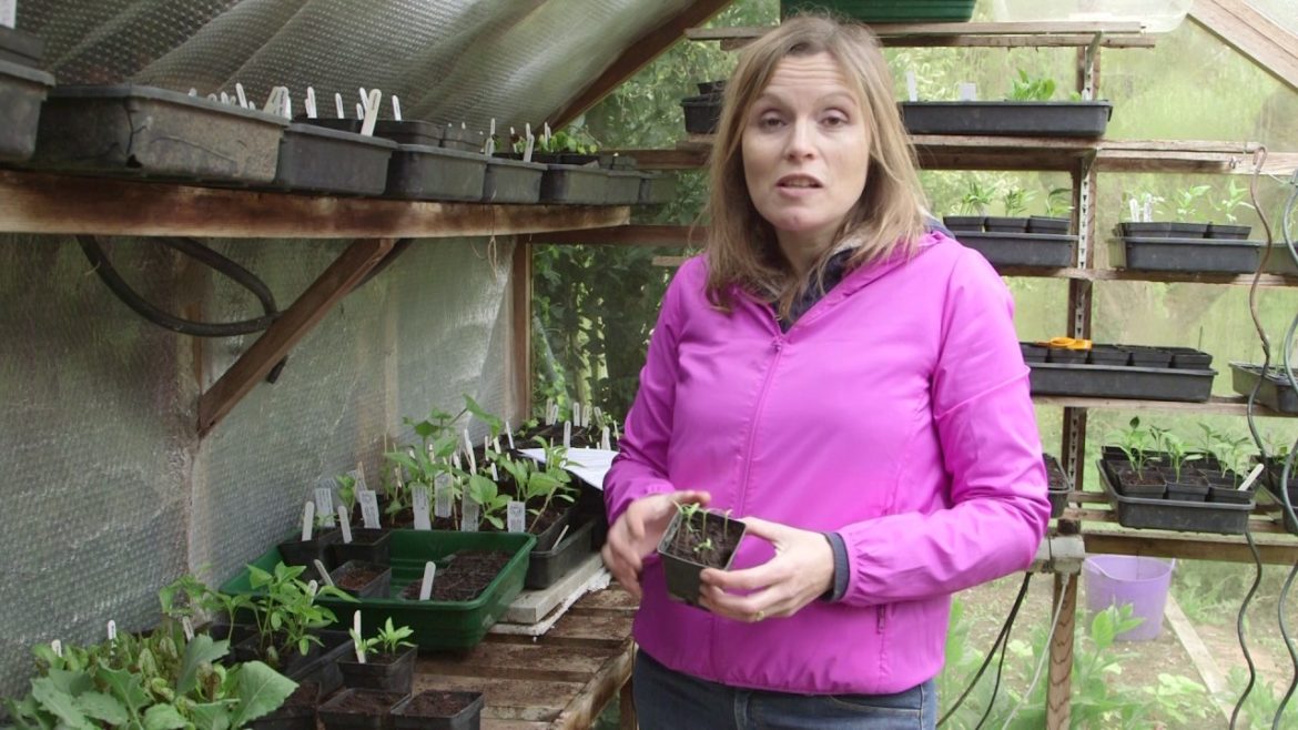 Vegetable Gardening jobs for April - Which? Gardening