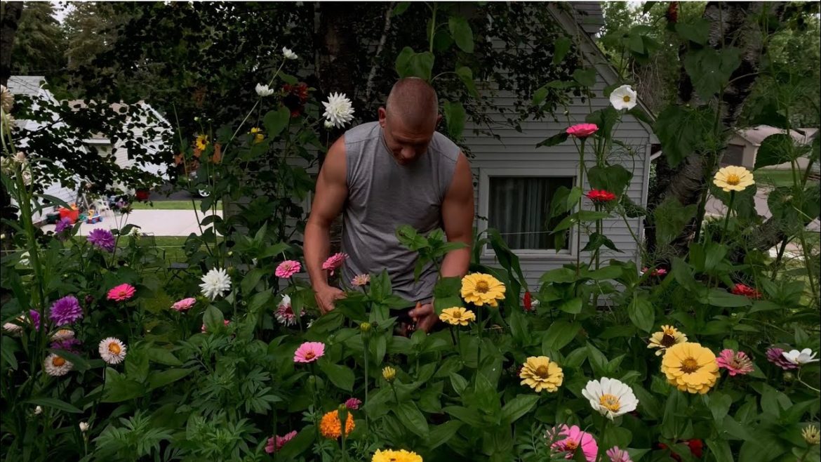 BACKYARD GARDEN CLEANUP 🌿deadheading zinnias, dahlias, 🌸 #cutflowergarden    #cottagegarden