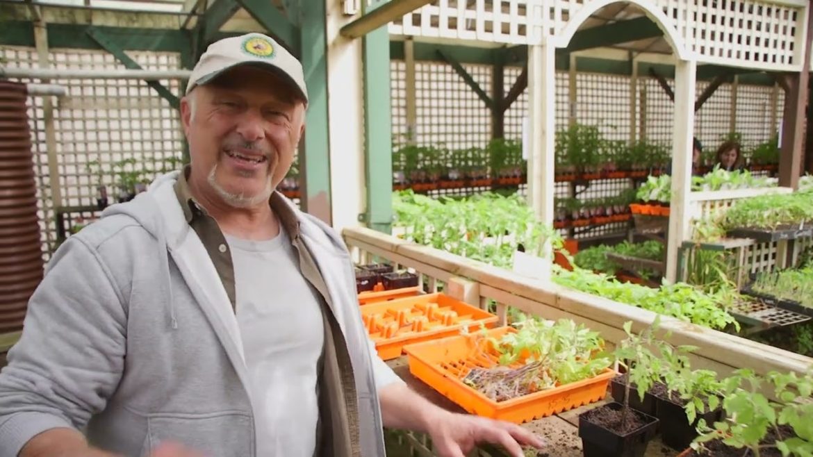 Tips On Separating And Planting  Tomato Seedlings