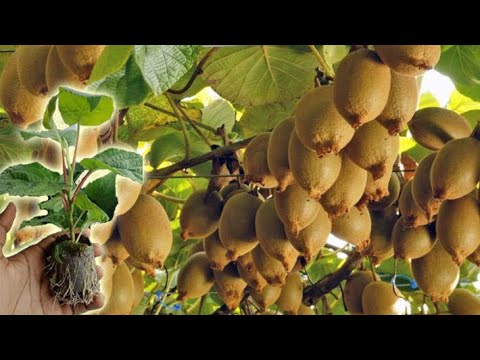How to Grow, Prune, And Harvesting Kiwifruit – Gardening Tips How to Grow, Prune, And Harvesting Kiwifruit - Gardening Tips