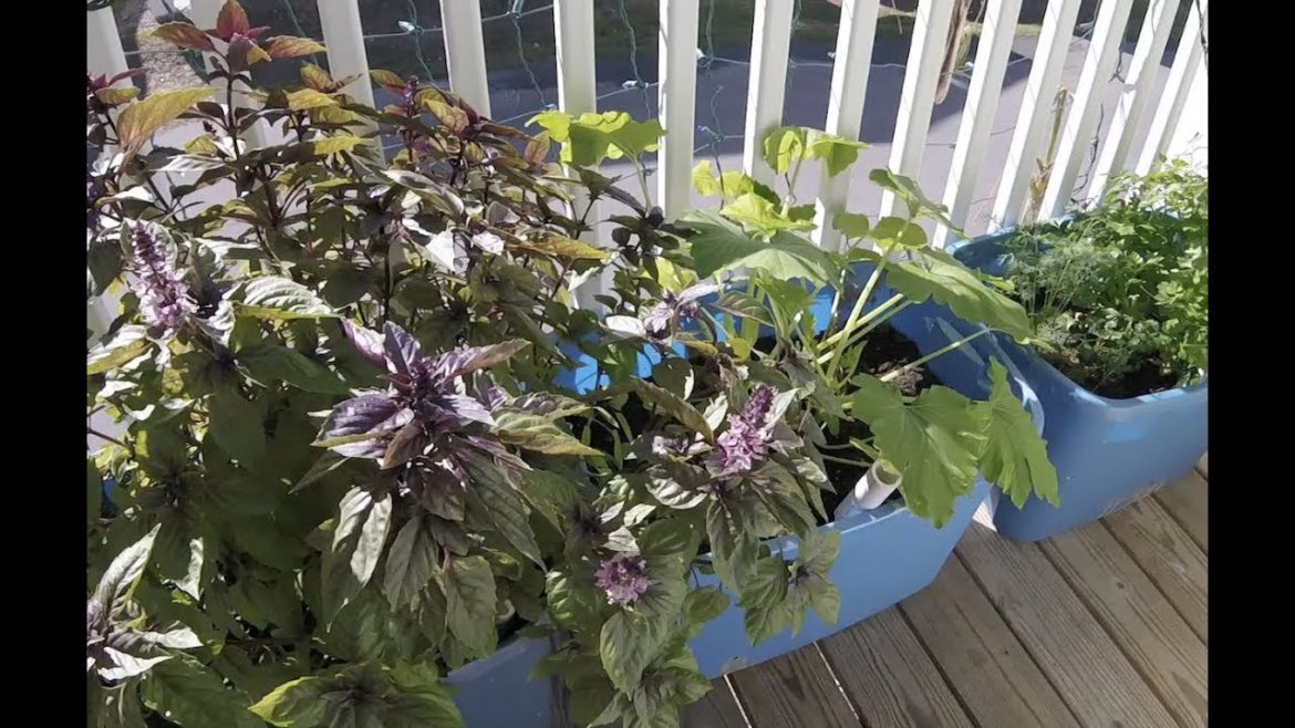 Edible Container Gardening on the Balcony in The Florida Keys Edible Container Gardening on the Balcony in The Florida Keys