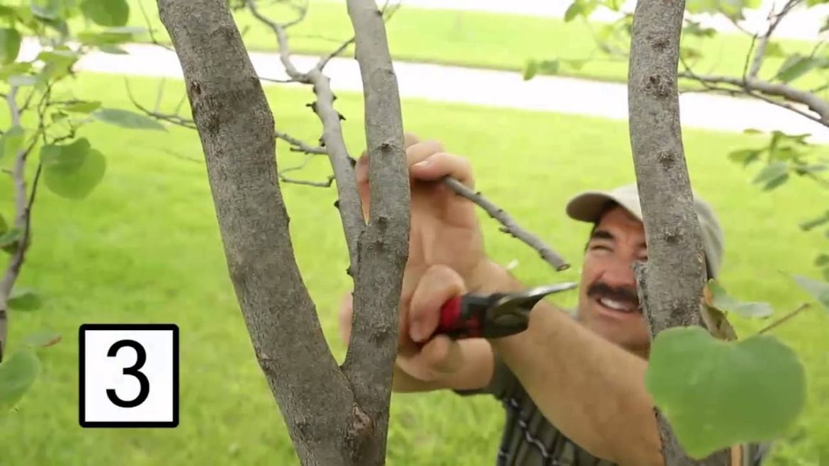 Summer Gardening Tips for Landscape Maintenance Summer Gardening Tips for Landscape Maintenance