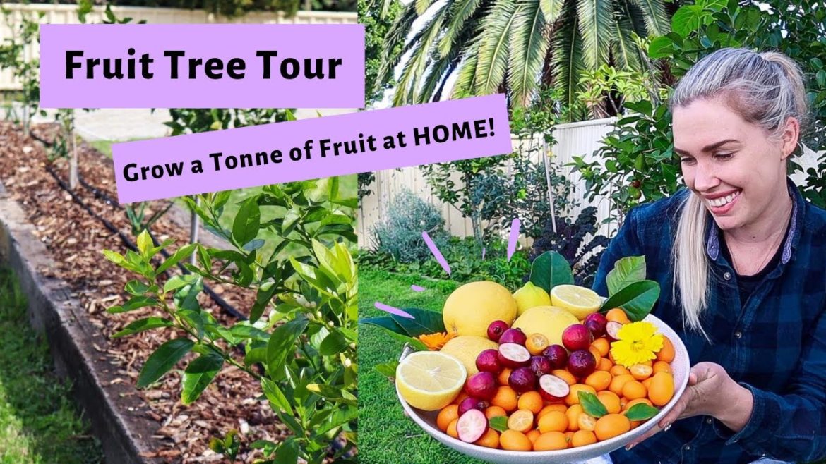 Growing FRUIT TREES in your Backyard // Urban Permaculture Edible Garden Tour  // Australia
