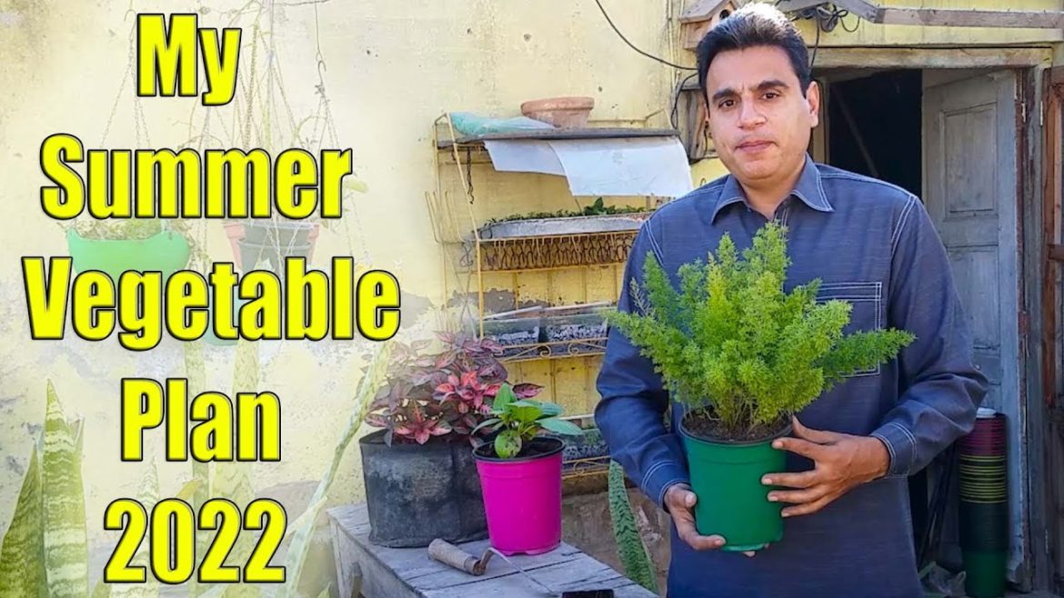 Growing Summer Vegetables | Summer Vegetables to Grow at Home | Organic Vegetable Gardening ( 2022 ) Growing Summer Vegetables | Summer Vegetables to Grow at Home | Organic Vegetable Gardening ( 2022 )