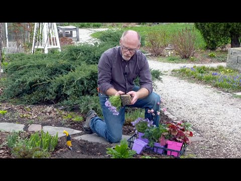🌼Tips for planting new plants in your garden🌼 🌼Tips for planting new plants in your garden🌼