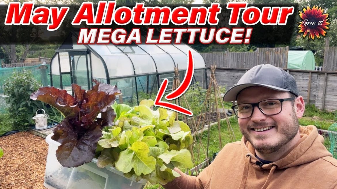 Grow It Plot Tour May 2022 // Vegetable Gardening and Mega Lettuce Harvest! #Allotment #Garden