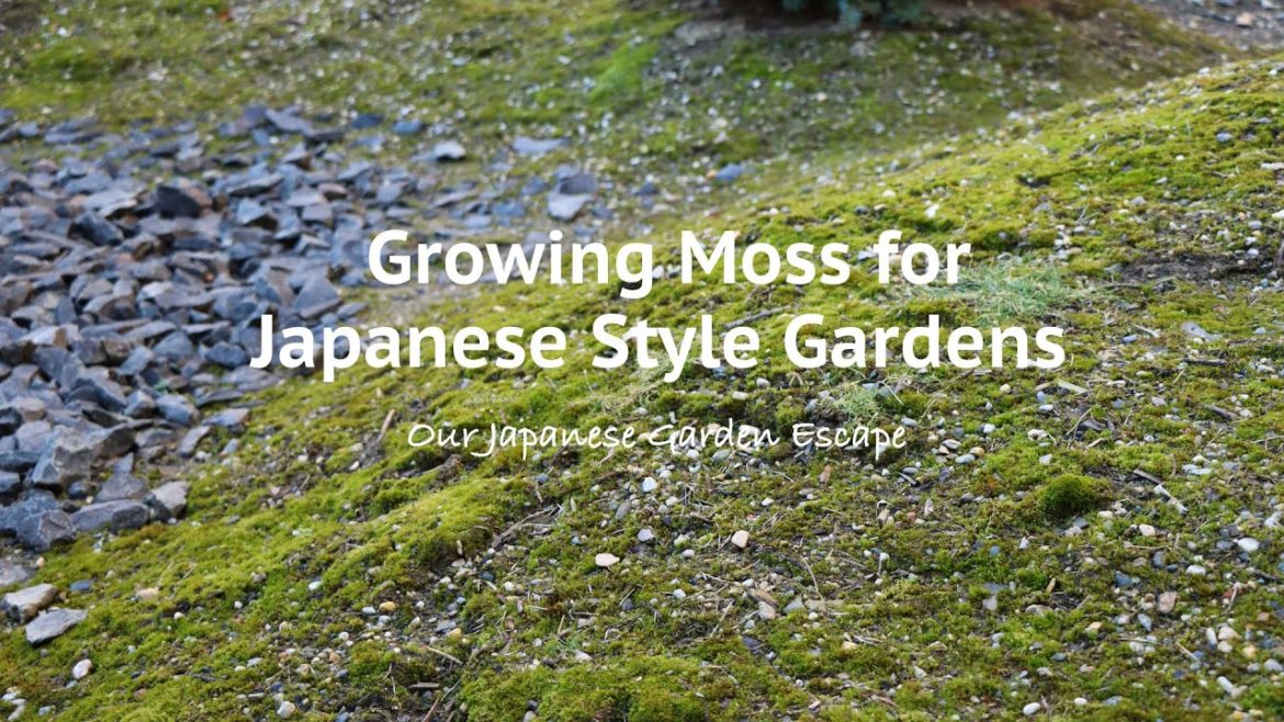 How to Grow Moss – Part Two | Our Japanese Garden Escape How to Grow Moss - Part Two | Our Japanese Garden Escape