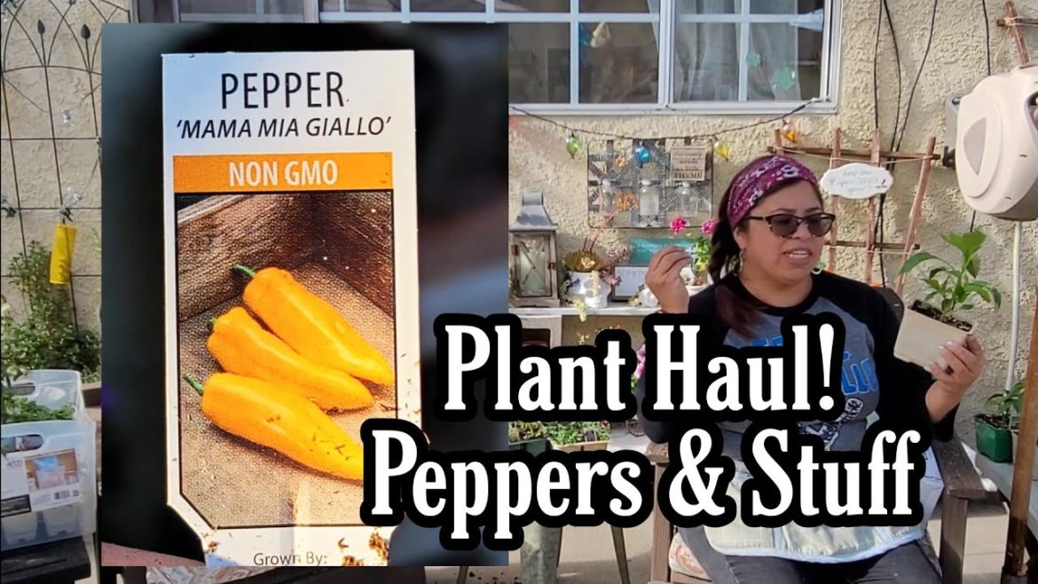Pepper Plant Haul! - OC Farm Supply! So Cal Gardening Zone 10b Spring 2021