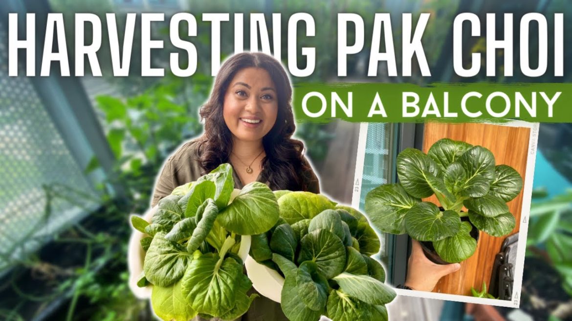 Balcony Garden Update - Harvesting Pak Choi (Bok Choy) from container gardening
