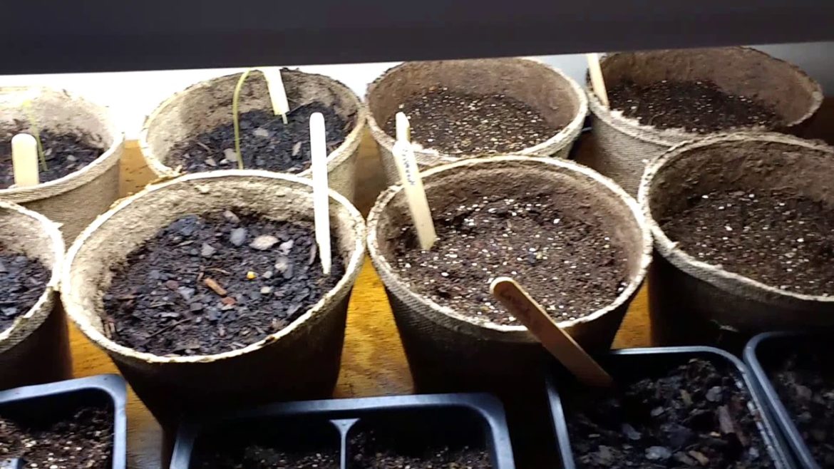 My Garden Plans for 2017