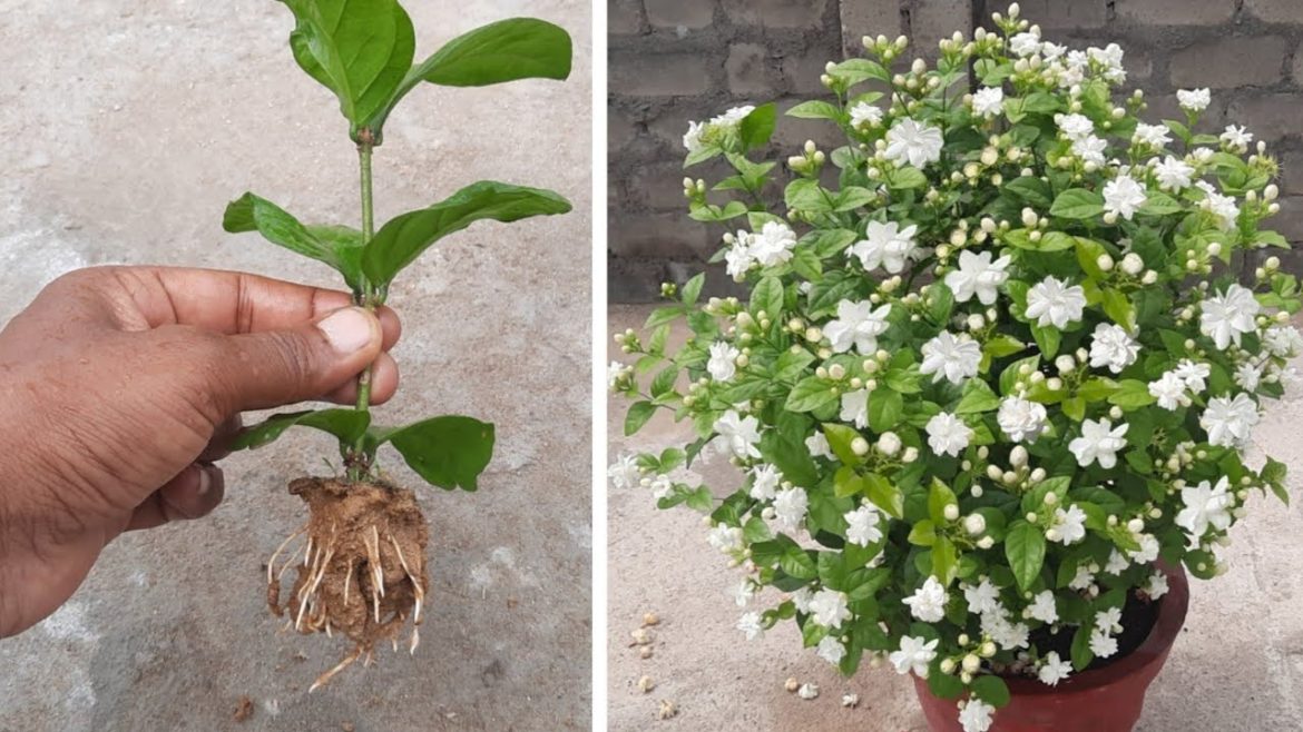 How To Grow Mogra Jasmine Plant From Cuttings | Mogra | Jasmine