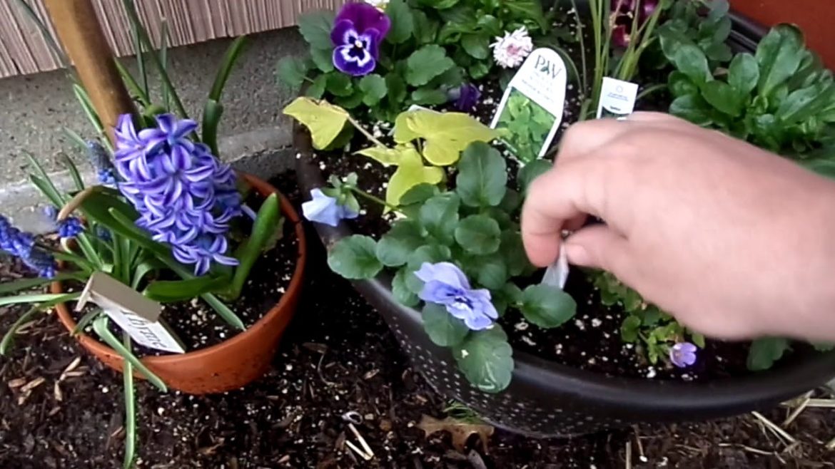 Shrubs Trimmed, Fertilized, and Front Garden Plans.