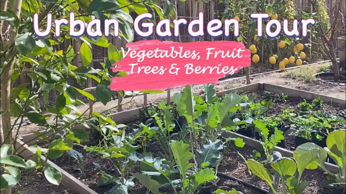 BACKYARD EDIBLE URBAN GARDEN TOUR BACKYARD EDIBLE URBAN GARDEN TOUR